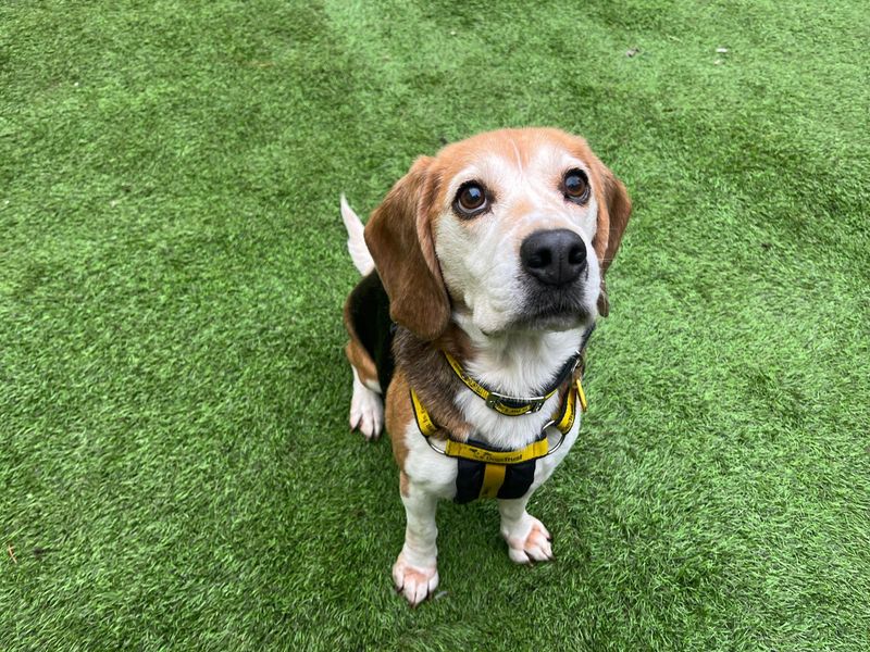 Beagle for adoption in West Calder, West Lothian – 8 years old