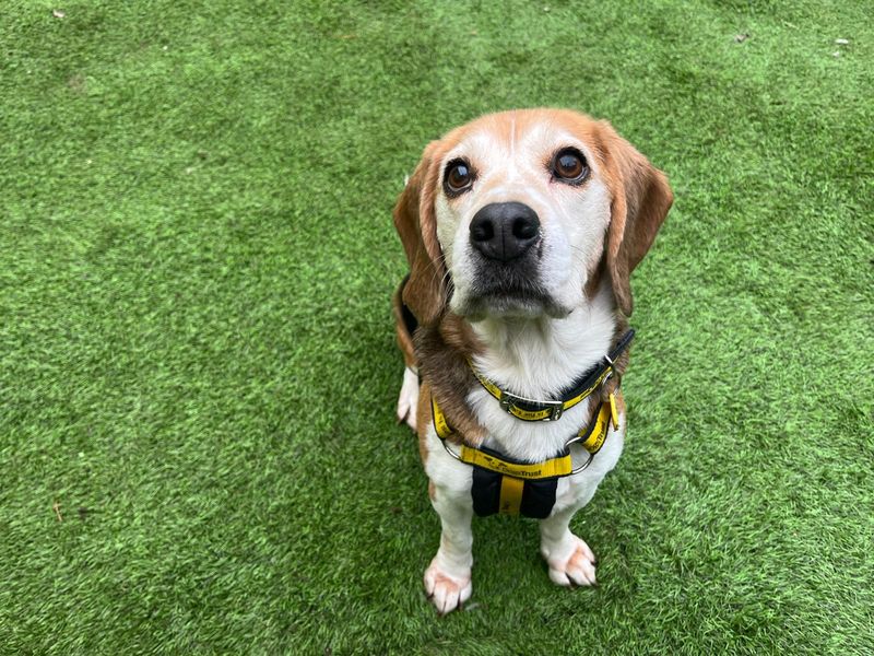 Sandy - Image 2 of 3