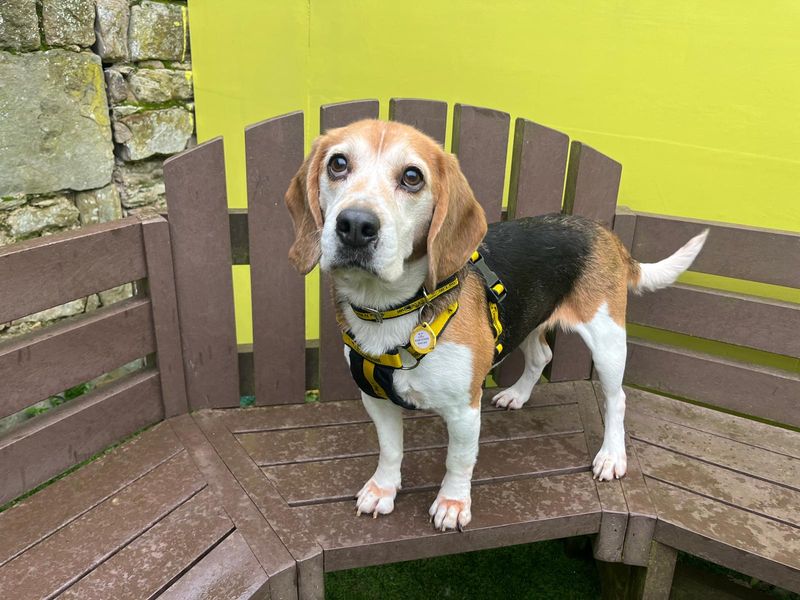 Sandy - Image 3 of 3