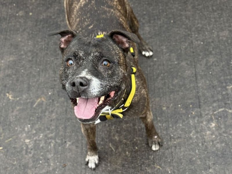 Saska, a 8 years old female Staffordshire Bull Terrier available for adoption from Dogs Trust in Shrewsbury, Shropshire
