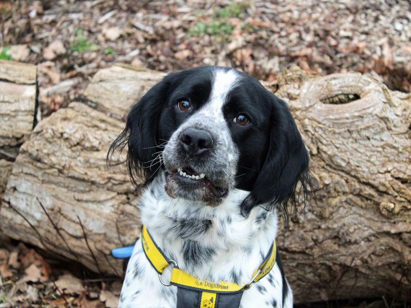 Springer Spaniel for adoption in Liverpool, Merseyside – 3 years old