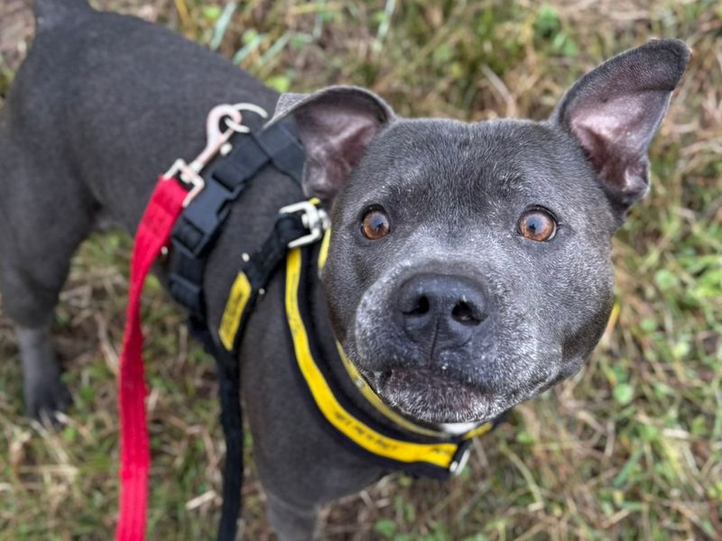 Staffordshire Bull Terrier for adoption in Telford, Shropshire – 5 years old - Image 2 of 3