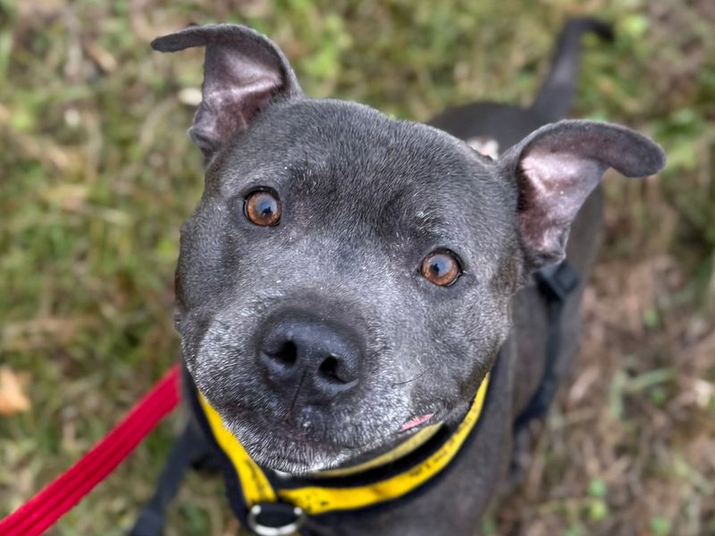 Reggie | Terrier (Staffordshire Bull) | Shrewsbury (Shropshire) - 1
