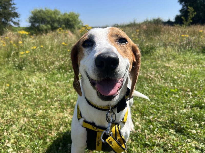 Evie | Foxhound Cross | Ballymena (Northern Ireland) - 1