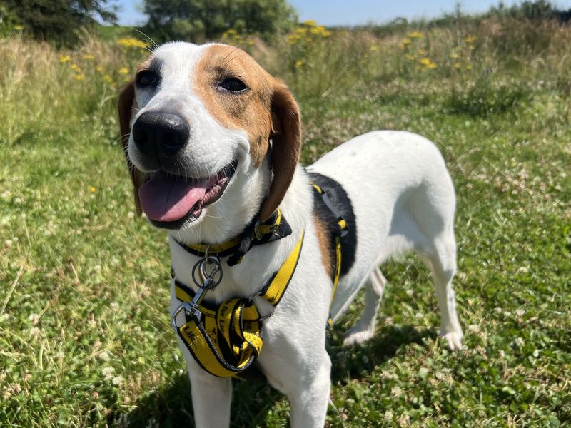 Evie | Foxhound Cross | Ballymena (Northern Ireland) - 2