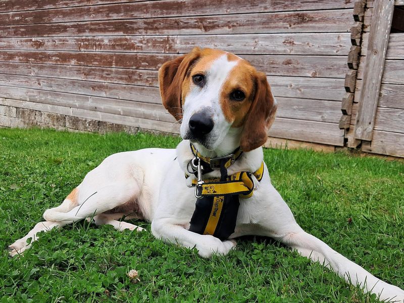 Evie | Foxhound Cross | Ballymena (Northern Ireland) - 2