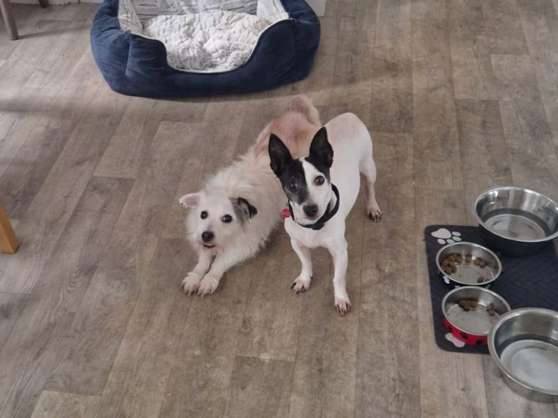 Jack Russell Terrier for adoption in Chestfield, Kent – 12 years old