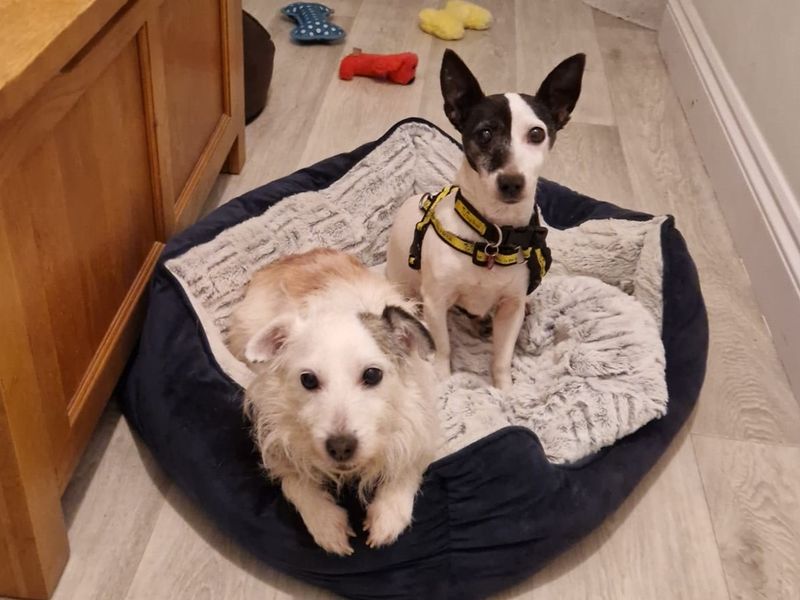 Jack Russell Terrier for adoption in Chestfield, Kent – 12 years old - Image 2 of 2