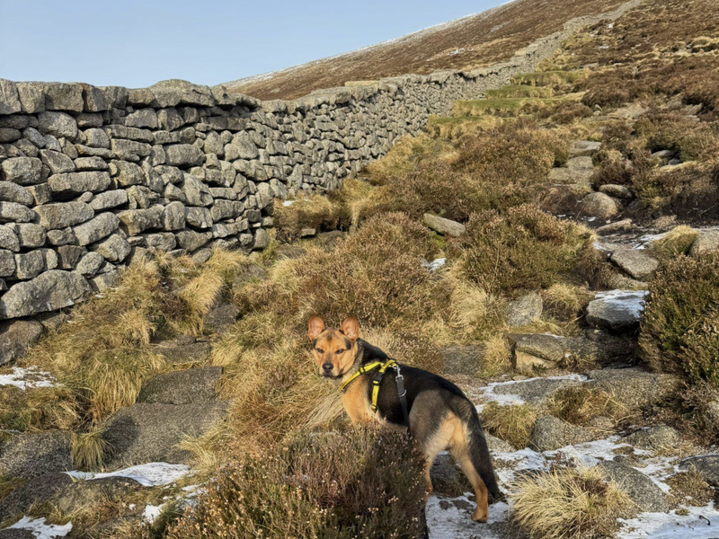 Dingo, a 2 years old male Crossbreed available for adoption from Dogs Trust in Ballymena, Northern Ireland