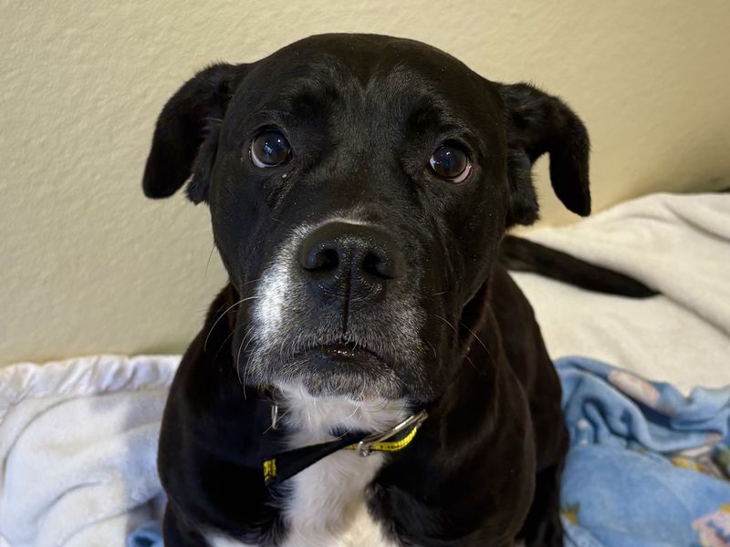 Boxer for adoption in Ballymena, County Antrim – 1 year old - Image 2 of 3