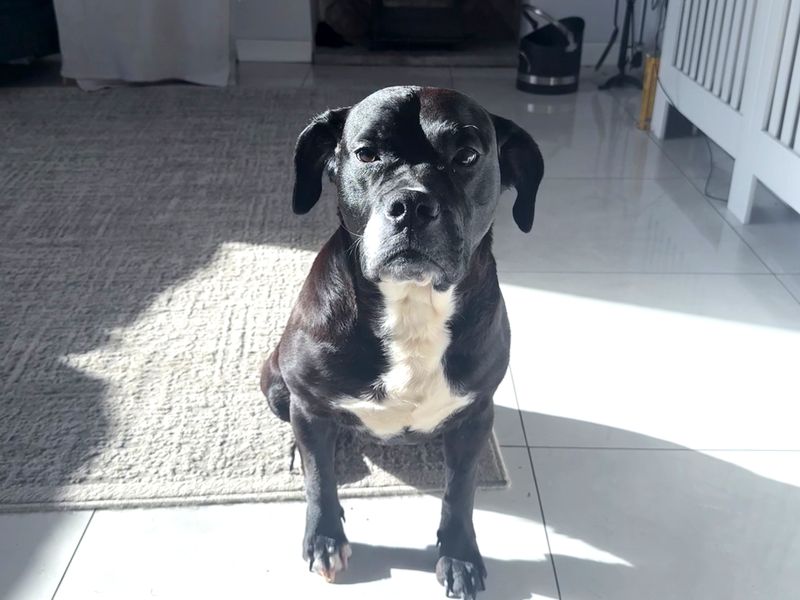Maggie, a 2 years old female Labrador available for adoption from Dogs Trust in Ballymena, Northern Ireland