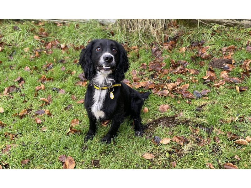 Luca | Spaniel (Cocker) | Cumbria - 1