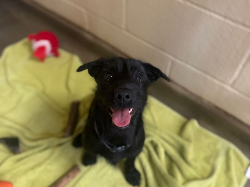 Ivy, a 5 months old female Crossbreed available for adoption from Dogs Trust in Bridgend, Wales