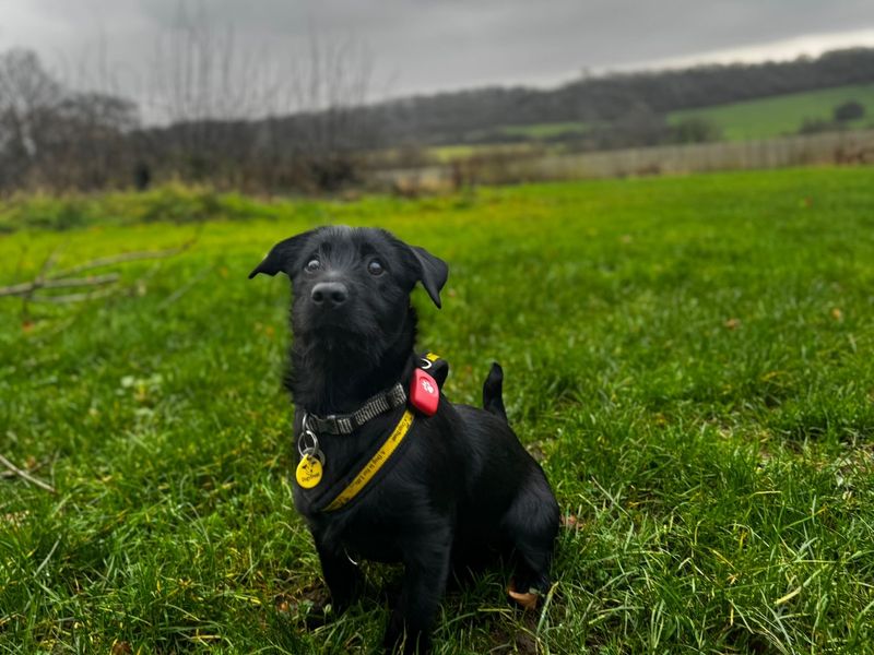 Ivy, a 5 months old female Crossbreed available for adoption from Dogs Trust in Bridgend, Wales