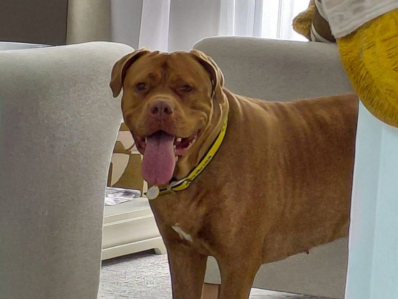 Zola | Dogue De Bordeaux | Basildon (Essex) - 1