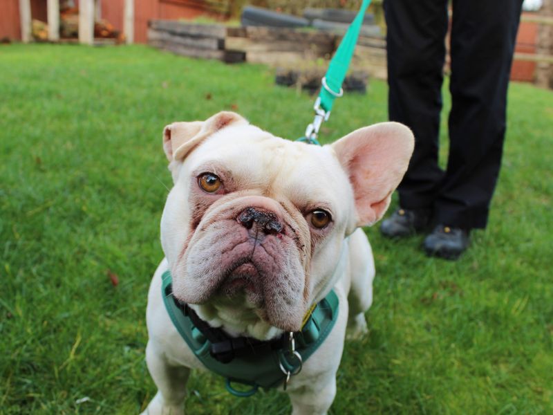 Rocco - Image 2 of 7