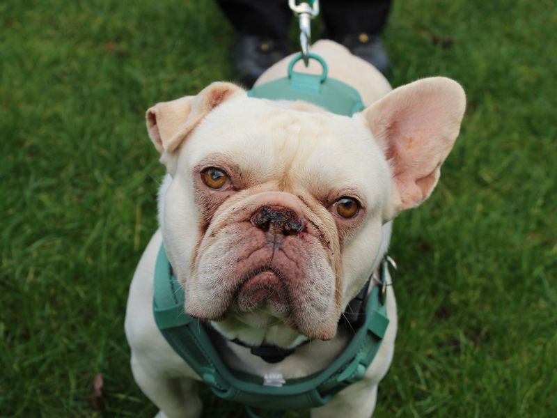 Rocco - Image 7 of 7