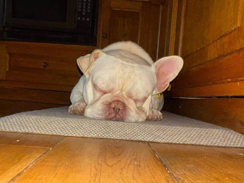 Rocco - Image 4 of 7