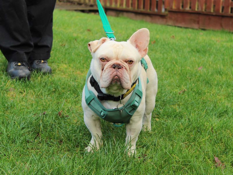 Rocco - Image 5 of 7