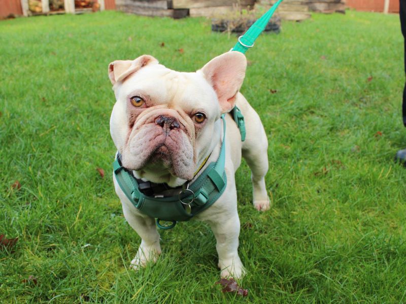 Rocco - Image 3 of 7