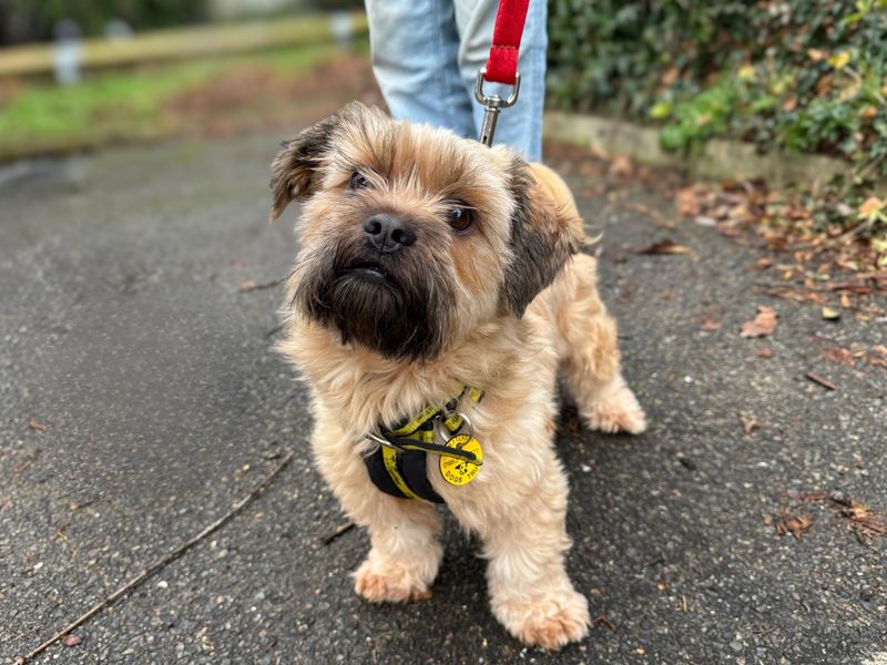 Little Eddie - Image 3 of 7
