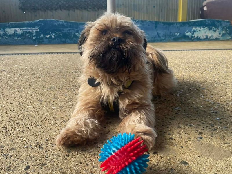 Little Eddie - Image 2 of 7