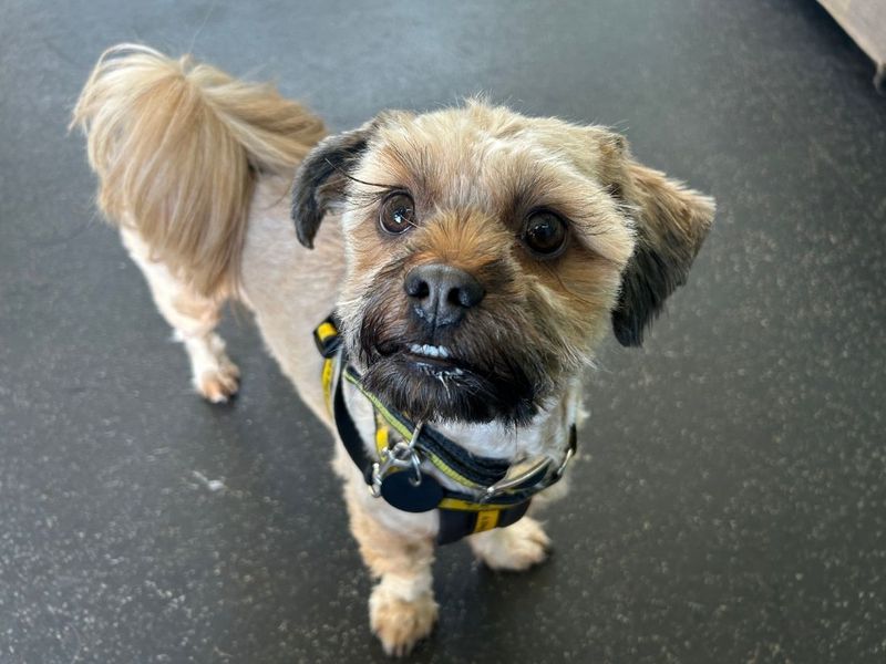 Little Eddie - Image 7 of 7