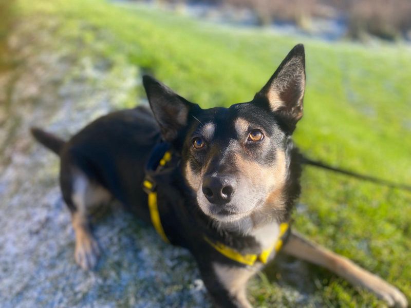 Roy, a 4 years old male Unknown available for adoption from Dogs Trust in Cumbria, Greater Manchester