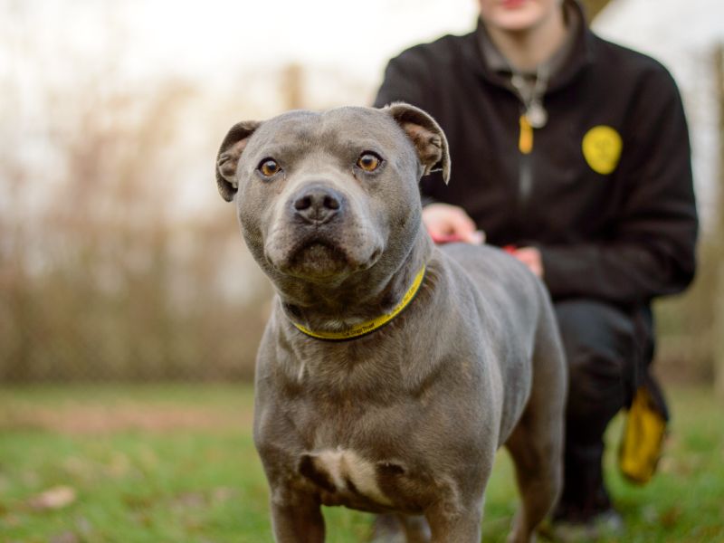 Staffordshire Bull Terrier for adoption in Kenilworth, Warks – 3 years old