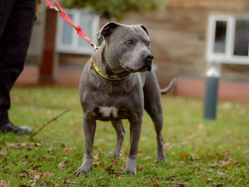 Staffordshire Bull Terrier for adoption in Kenilworth, Warwickshire – 3 years old - Image 3 of 3