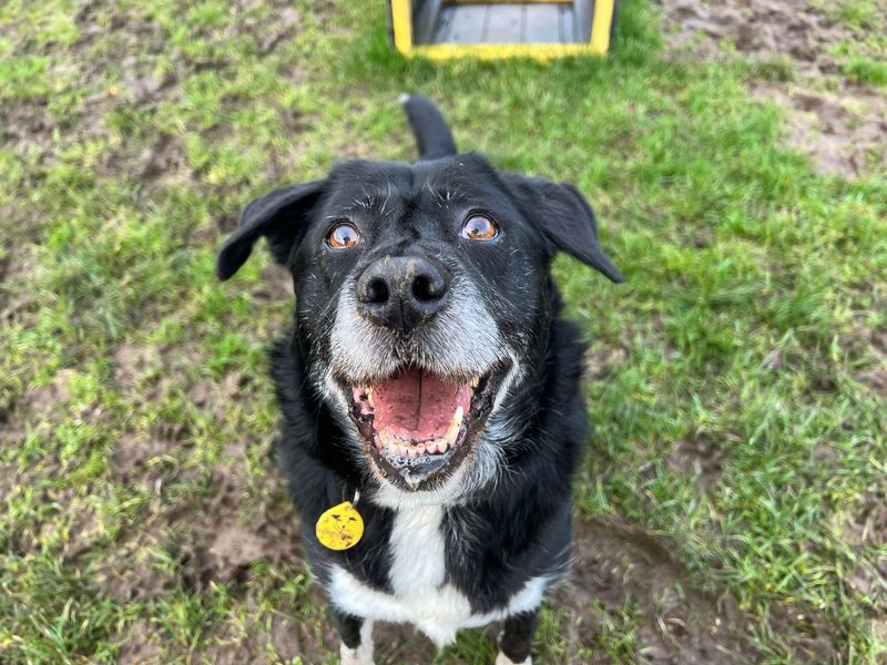 Merry | Collie (Border) Cross | West Calder (Edinburgh) - 1