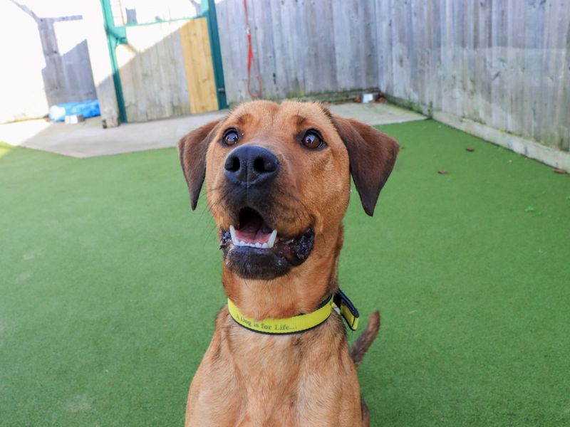 Misty, a 4 years old female Labrador available for adoption from Dogs Trust in Evesham, West Midlands