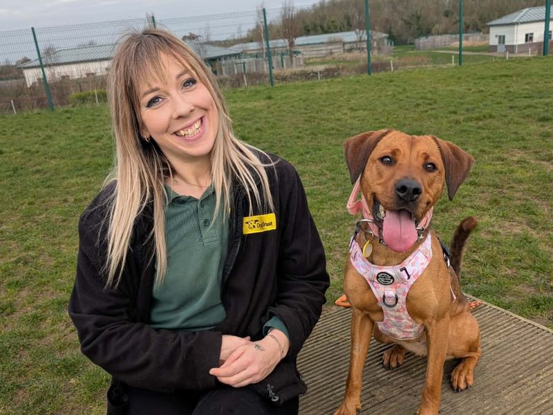 Misty, a 4 years old female Labrador available for adoption from Dogs Trust in Evesham, West Midlands