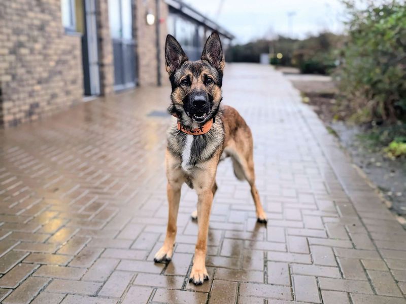 German Shepherd for adoption in Cardiff / Caerdydd, South Glamorgan – 1 year old - Image 4 of 4