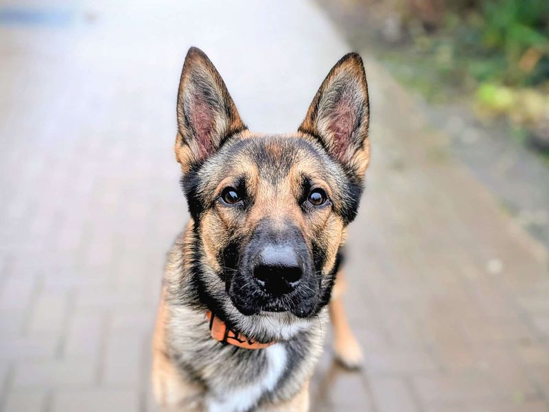 German Shepherd for adoption in Cardiff, Glamorgan – 1 year old
