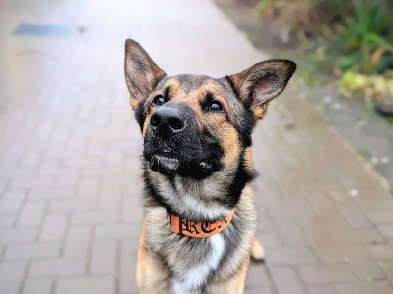 German Shepherd for adoption in Cardiff / Caerdydd, South Glamorgan – 1 year old - Image 2 of 4