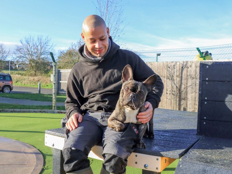 French Bulldog for adoption in Evesham, Worcestershire – 2 years old