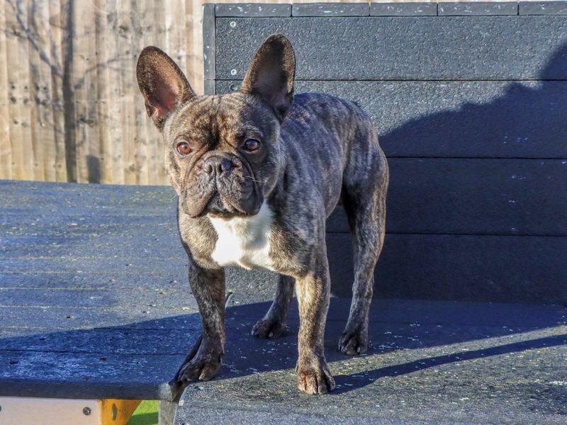 French Bulldog for adoption in Evesham, Worcestershire – 2 years old - Image 4 of 5