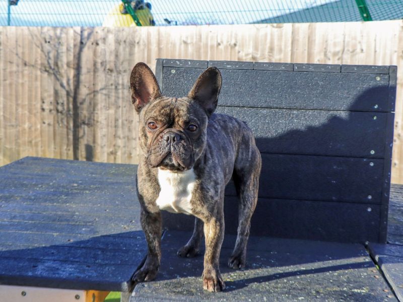 French Bulldog for adoption in Evesham, Worcestershire – 2 years old - Image 3 of 5