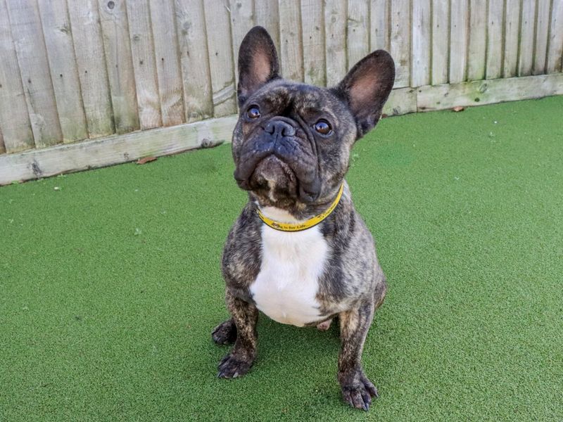 Walter | French Bulldog | Evesham (Worcestershire) - 1