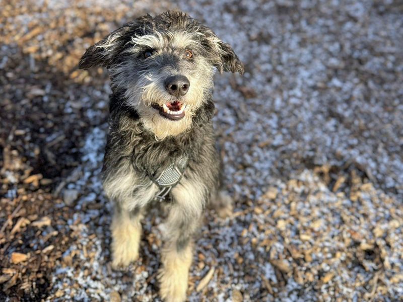 Dachshund for adoption in Liverpool, Merseyside – 9 months old