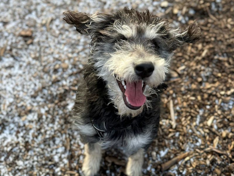 Poodle for adoption in Liverpool, Merseyside – 9 months old - Image 4 of 4