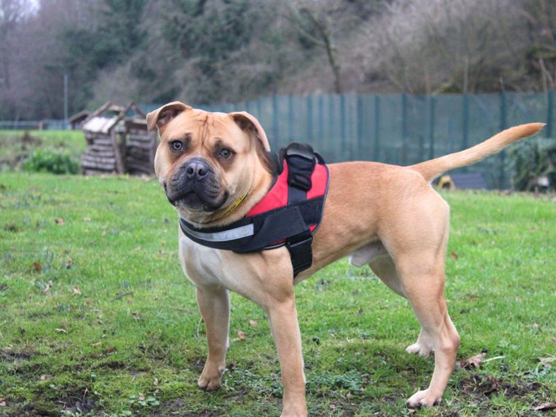 Staffordshire Bull Terrier for adoption in Liverpool, Merseyside – 2 years old - Image 4 of 4
