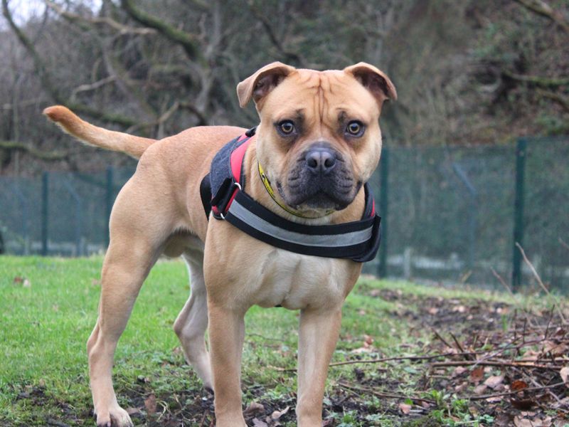 Milo | Terrier (Staffordshire Bull) Cross | Merseyside (Liverpool) - 1