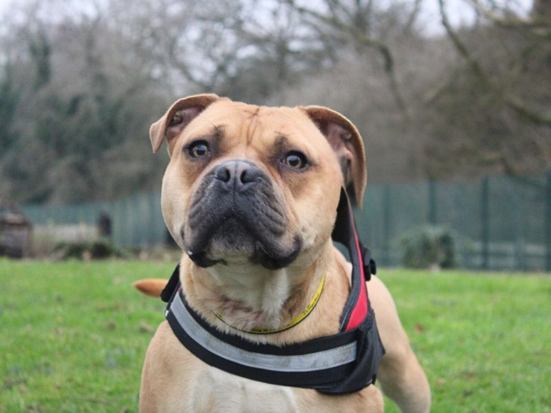 Staffordshire Bull Terrier for adoption in Liverpool, Merseyside – 2 years old - Image 3 of 4