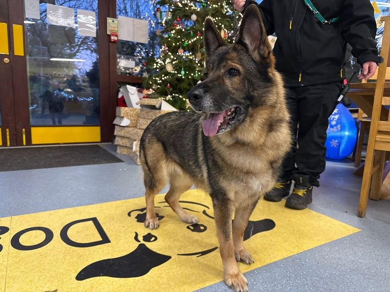 German Shepherd for adoption in Kenilworth, Warwickshire – 7 years old - Image 3 of 4
