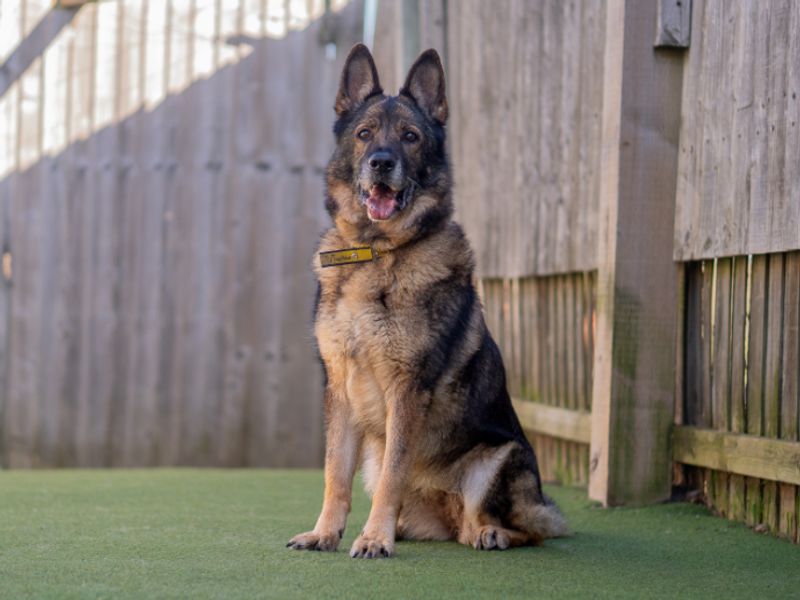 undefined | German Shepherd Dog | undefined - 5