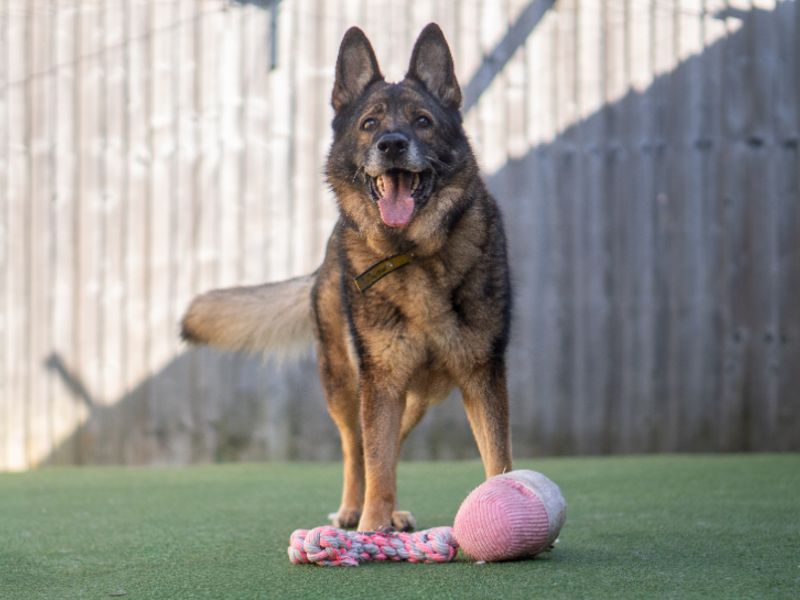 undefined | German Shepherd Dog | undefined - 3