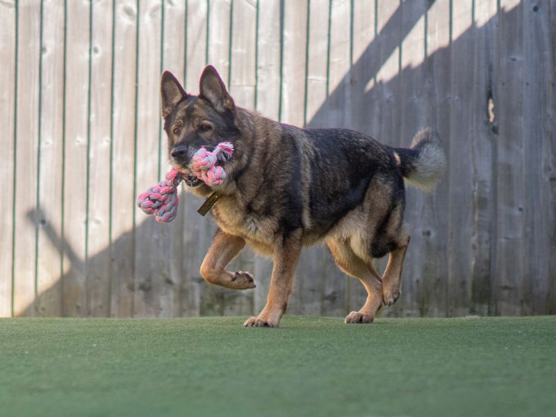undefined | German Shepherd Dog | undefined - 6