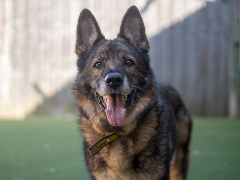 undefined | German Shepherd Dog | undefined - 2